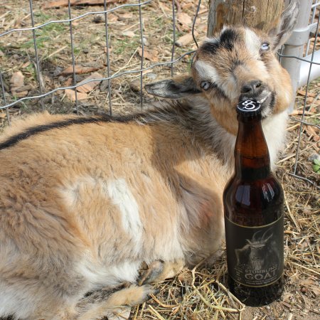 Cannery Artisan Creations Series Continues with Stumbling Goat Maibock