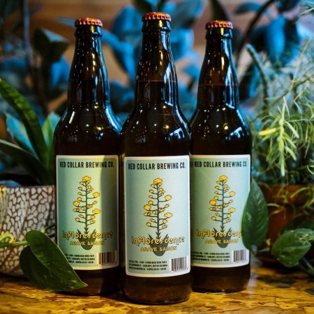Red Collar Brewing Releases Inflorescence Agave Saison
